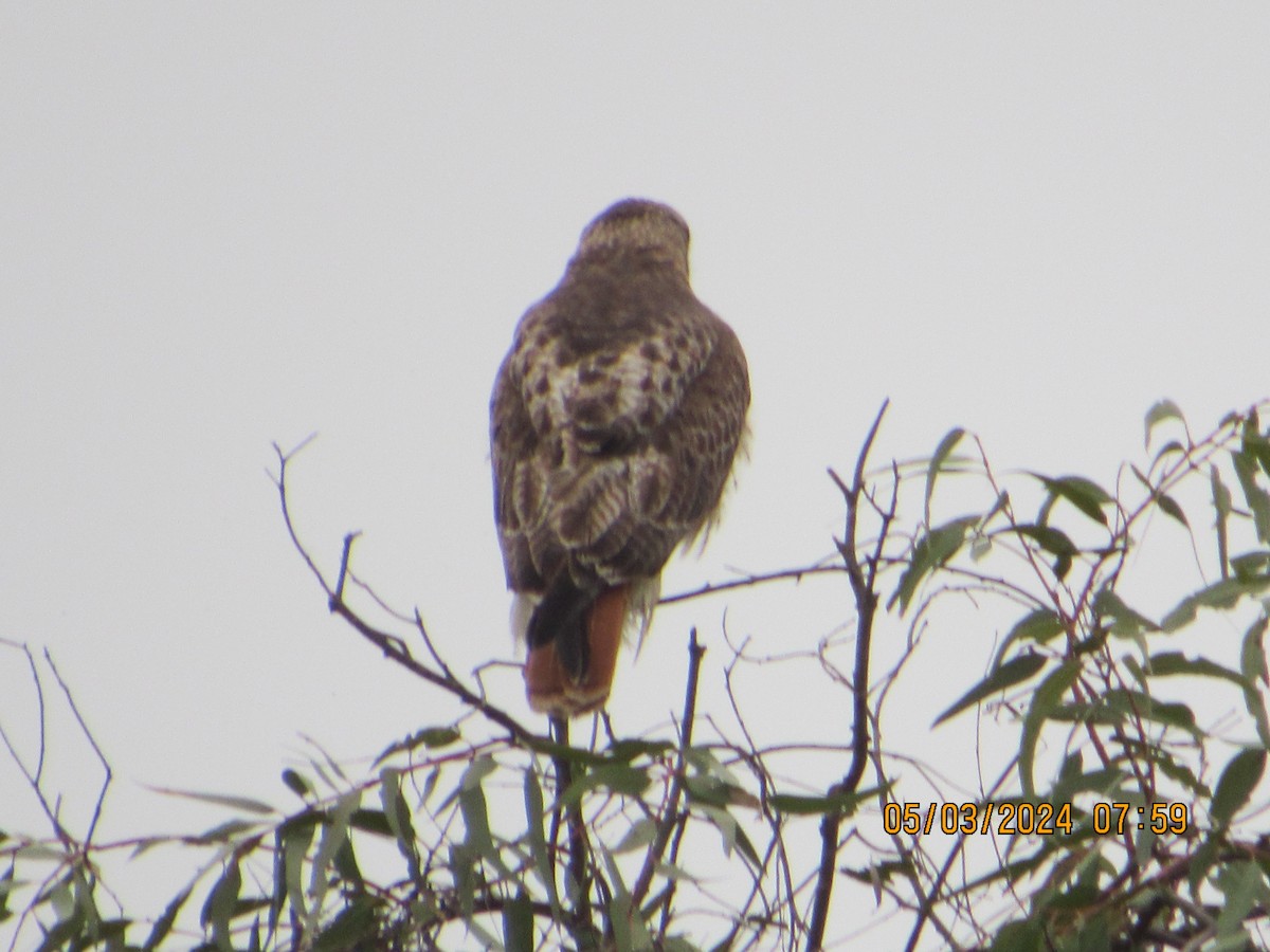Red-tailed Hawk - ML618387824