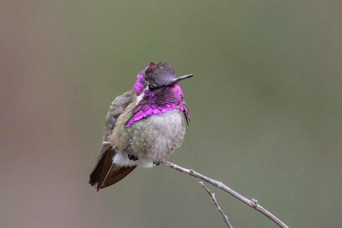 Costa's Hummingbird - ML618387835