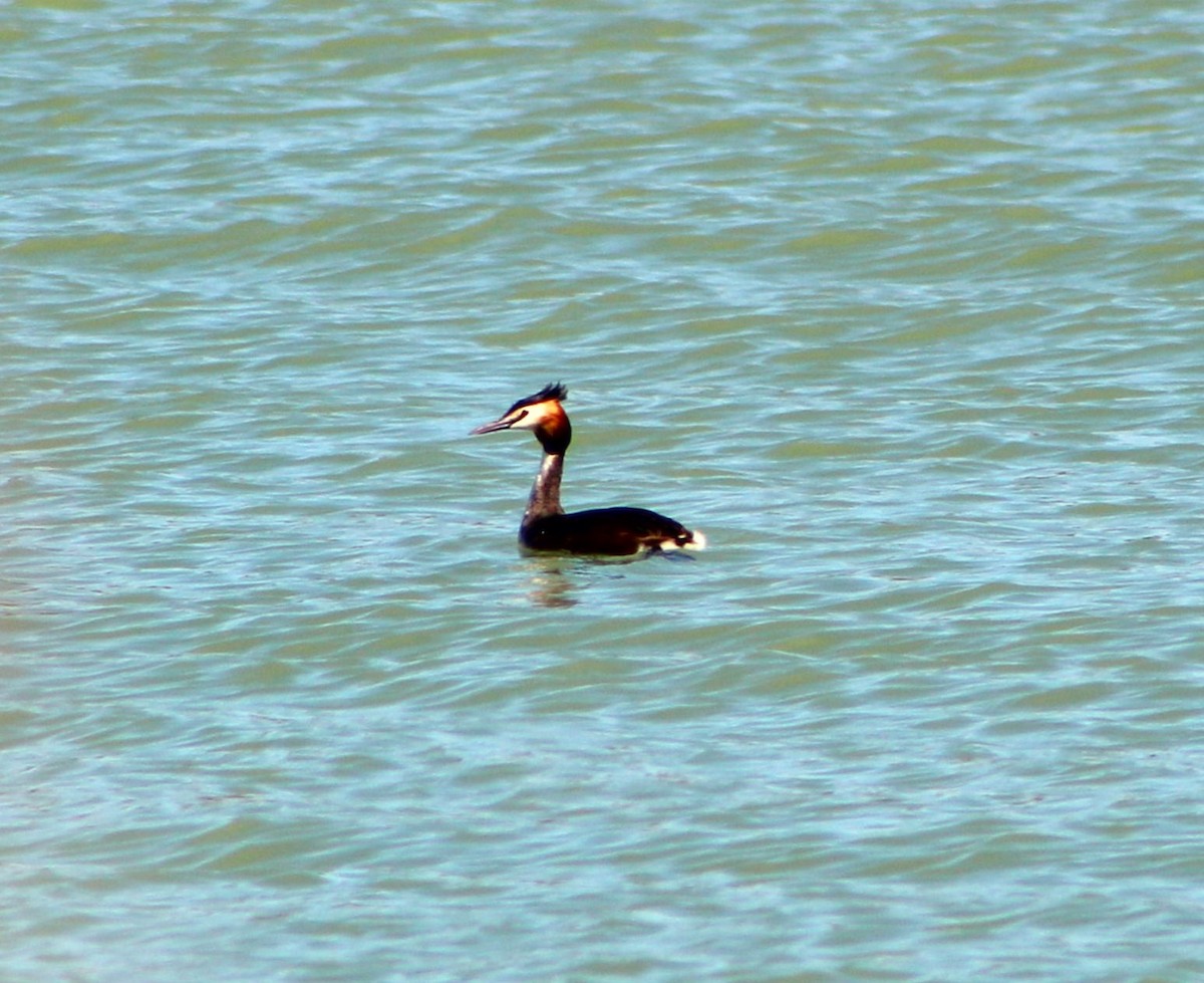 Great Crested Grebe - ML618387836
