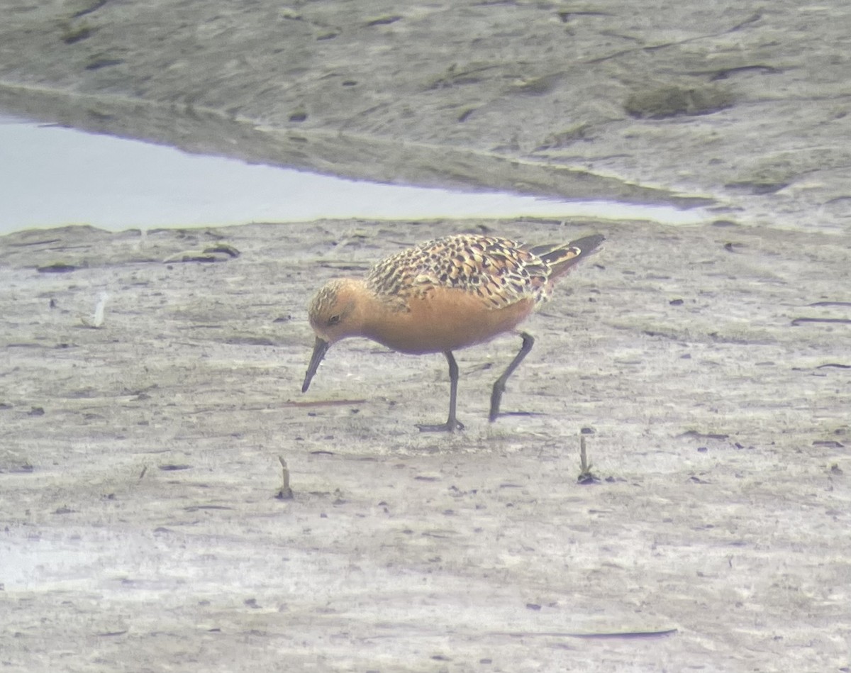 Red Knot - ML618387864