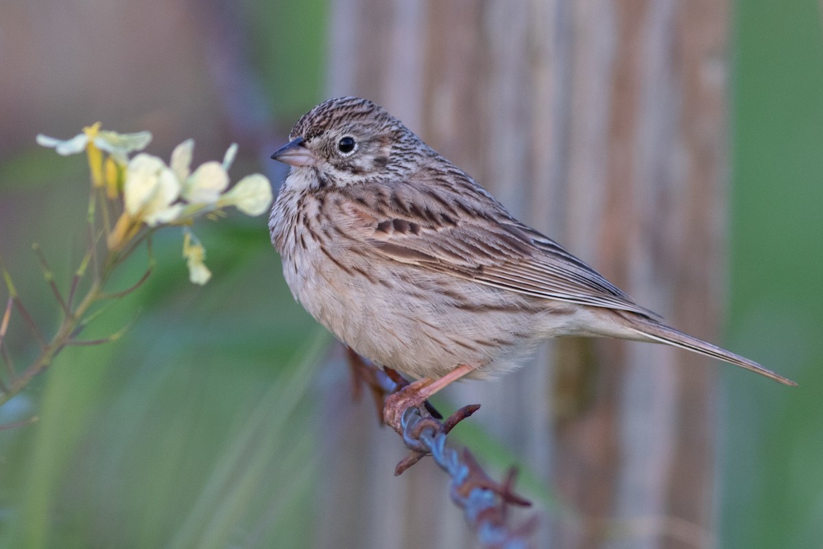 Vesper Sparrow - Rob Fowler