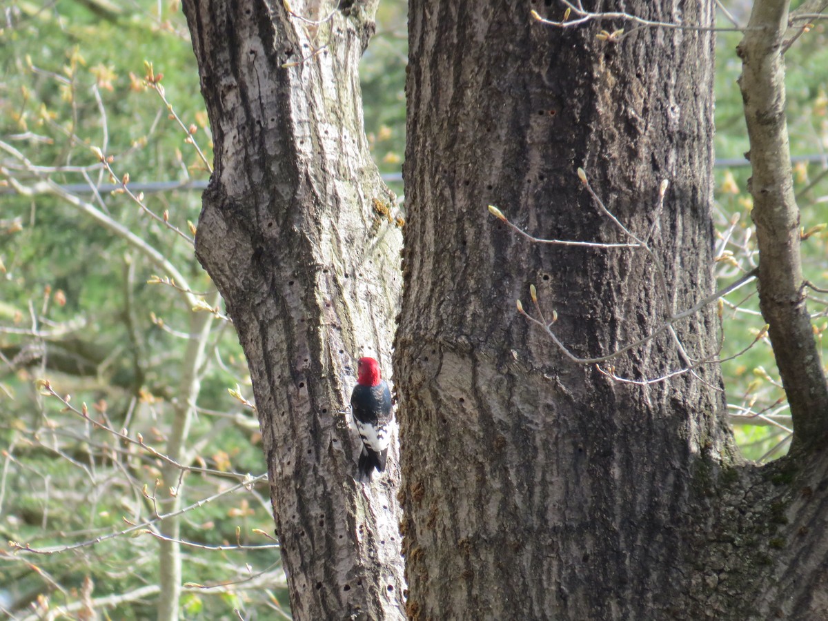 Red-headed Woodpecker - Charles Caron