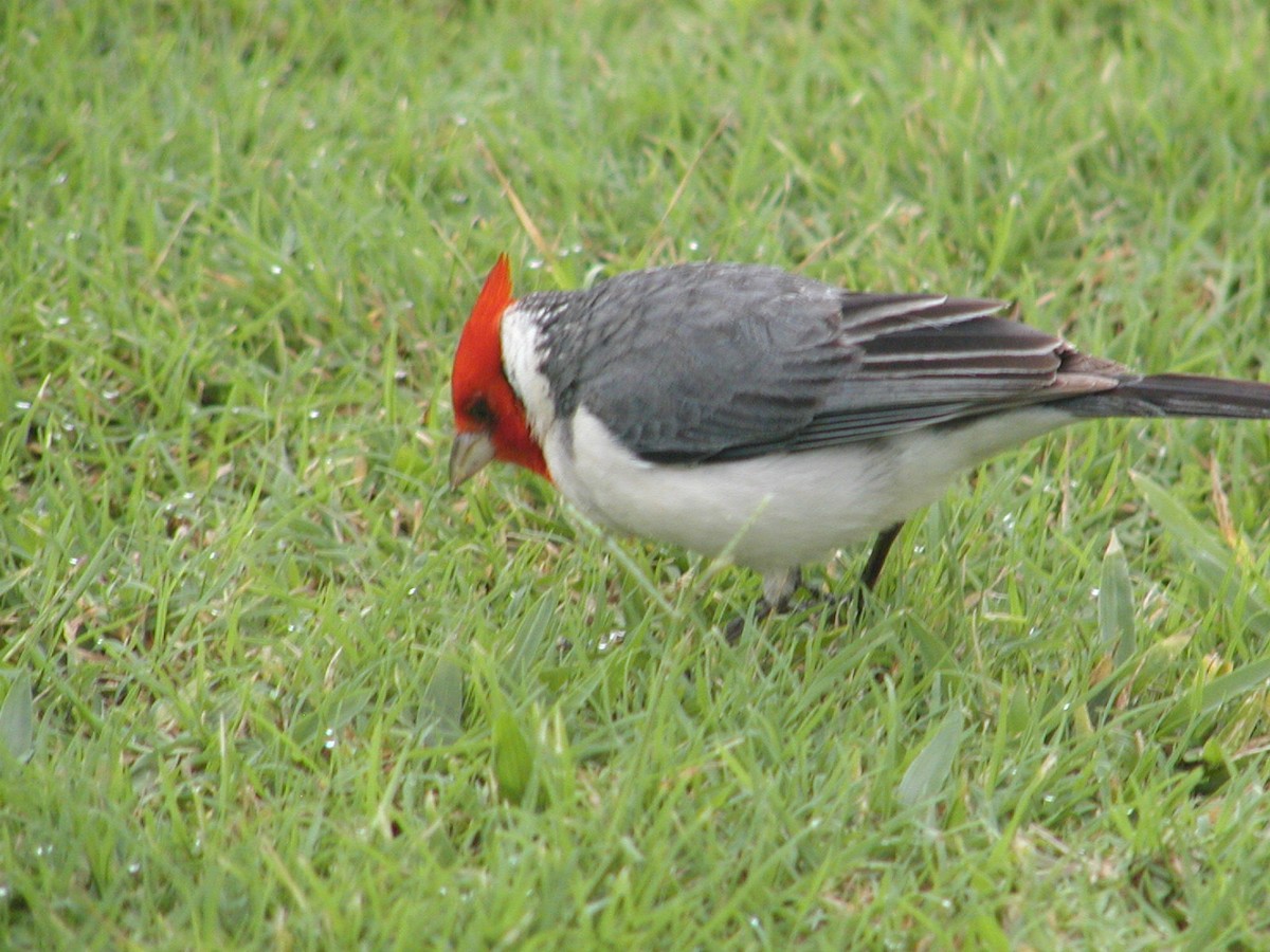 Red-crested Cardinal - ML618387923