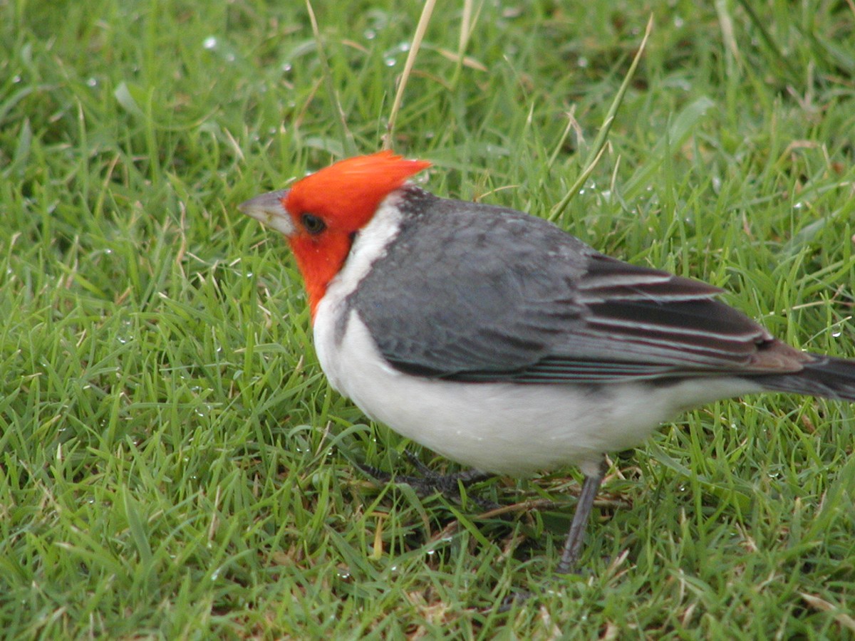 Red-crested Cardinal - ML618387924