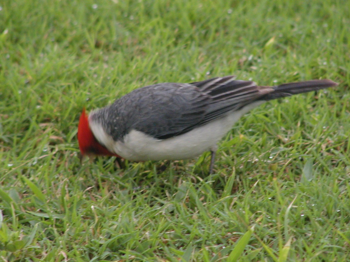 Red-crested Cardinal - ML618387926