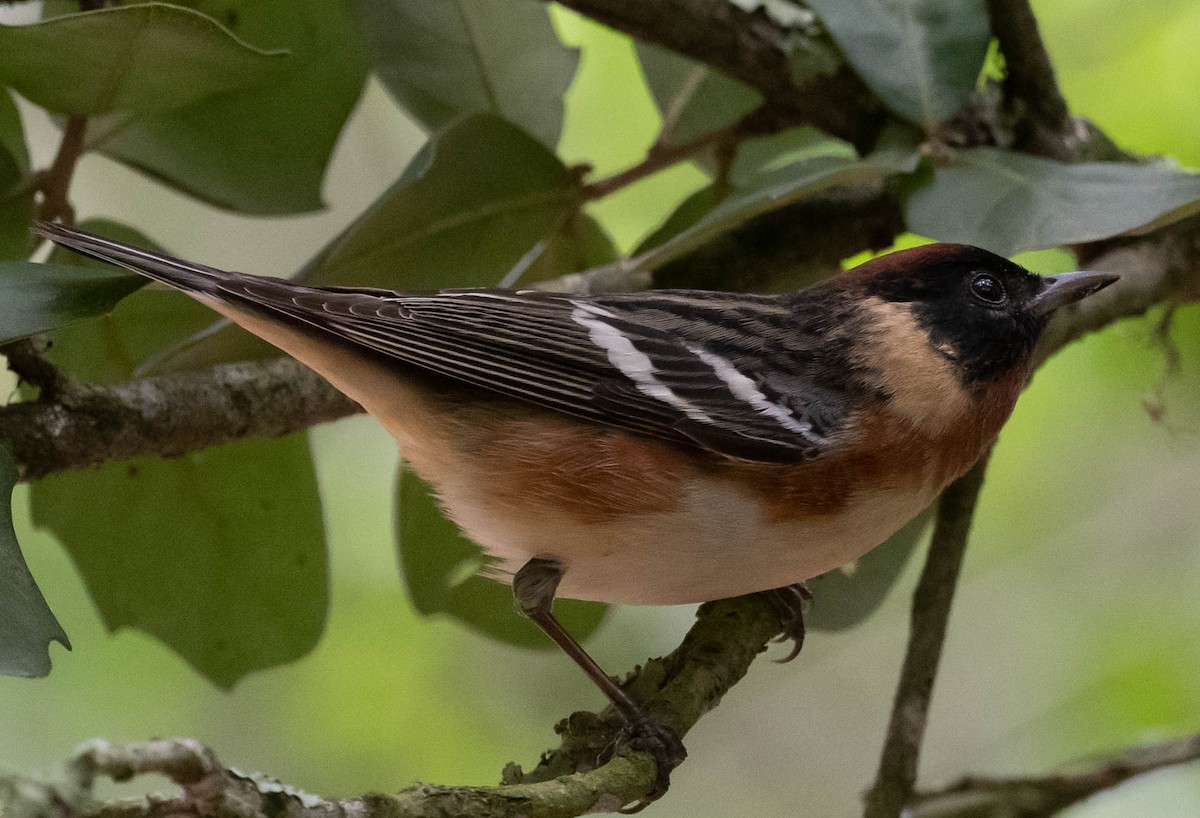 Bay-breasted Warbler - ML618387928