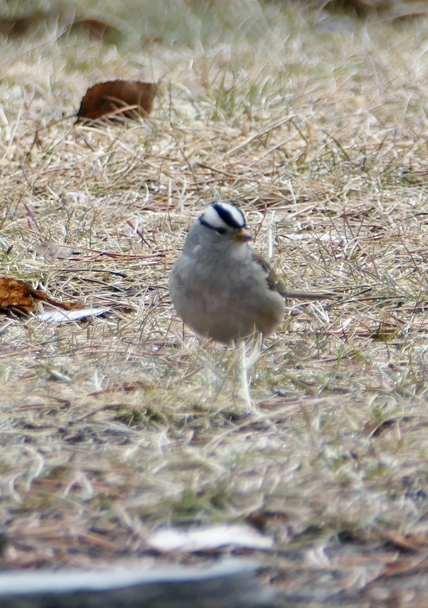 White-crowned Sparrow - ML618387939