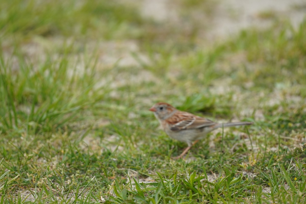 Field Sparrow - ML618387940