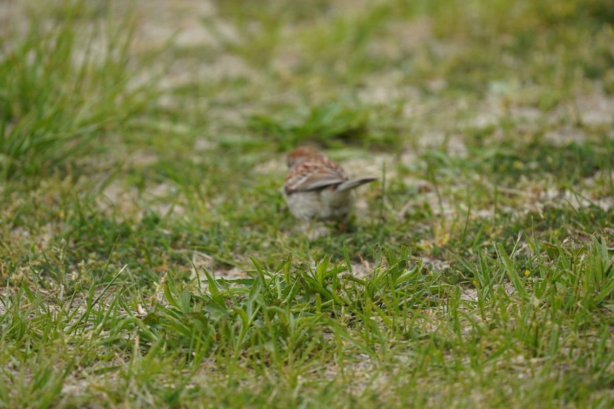 Field Sparrow - ML618387945