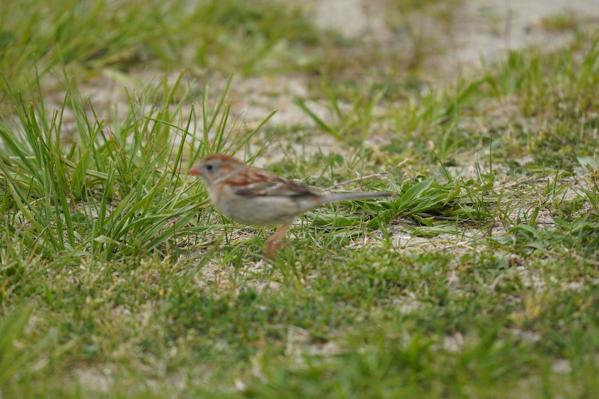 Field Sparrow - ML618387947