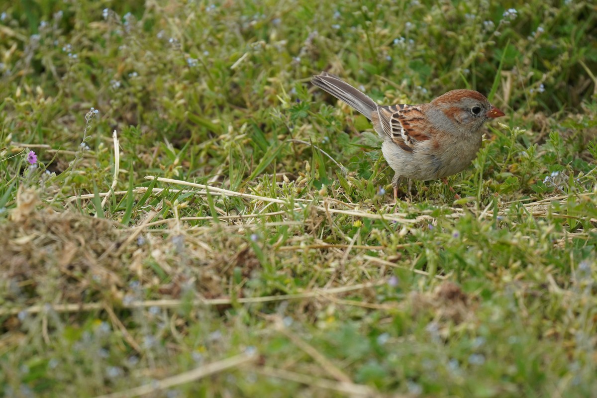 Field Sparrow - ML618387948