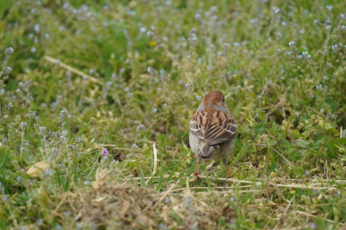 Field Sparrow - Braydon Leary