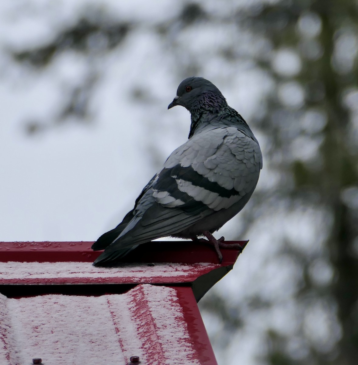 Rock Pigeon (Feral Pigeon) - ML618387961