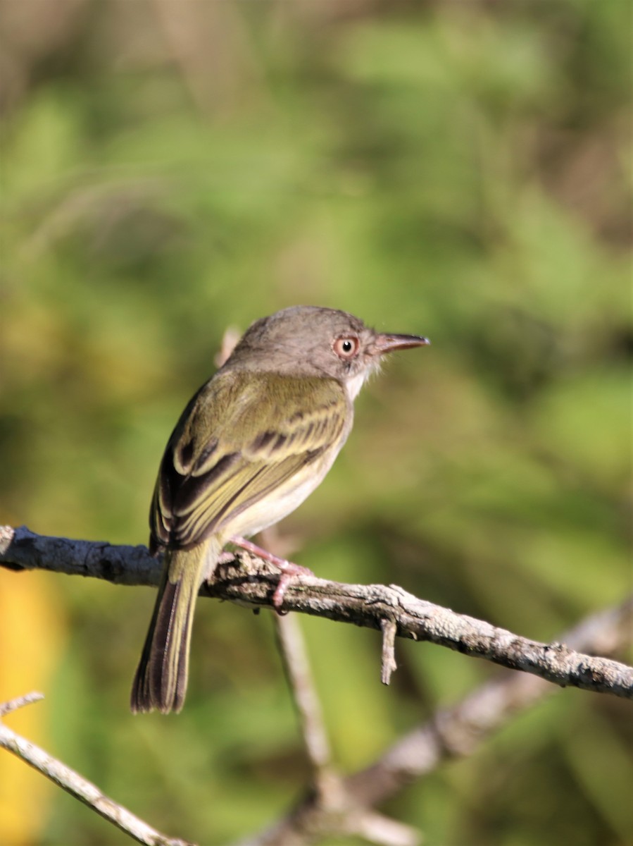 Pearly-vented Tody-Tyrant - ML618387981