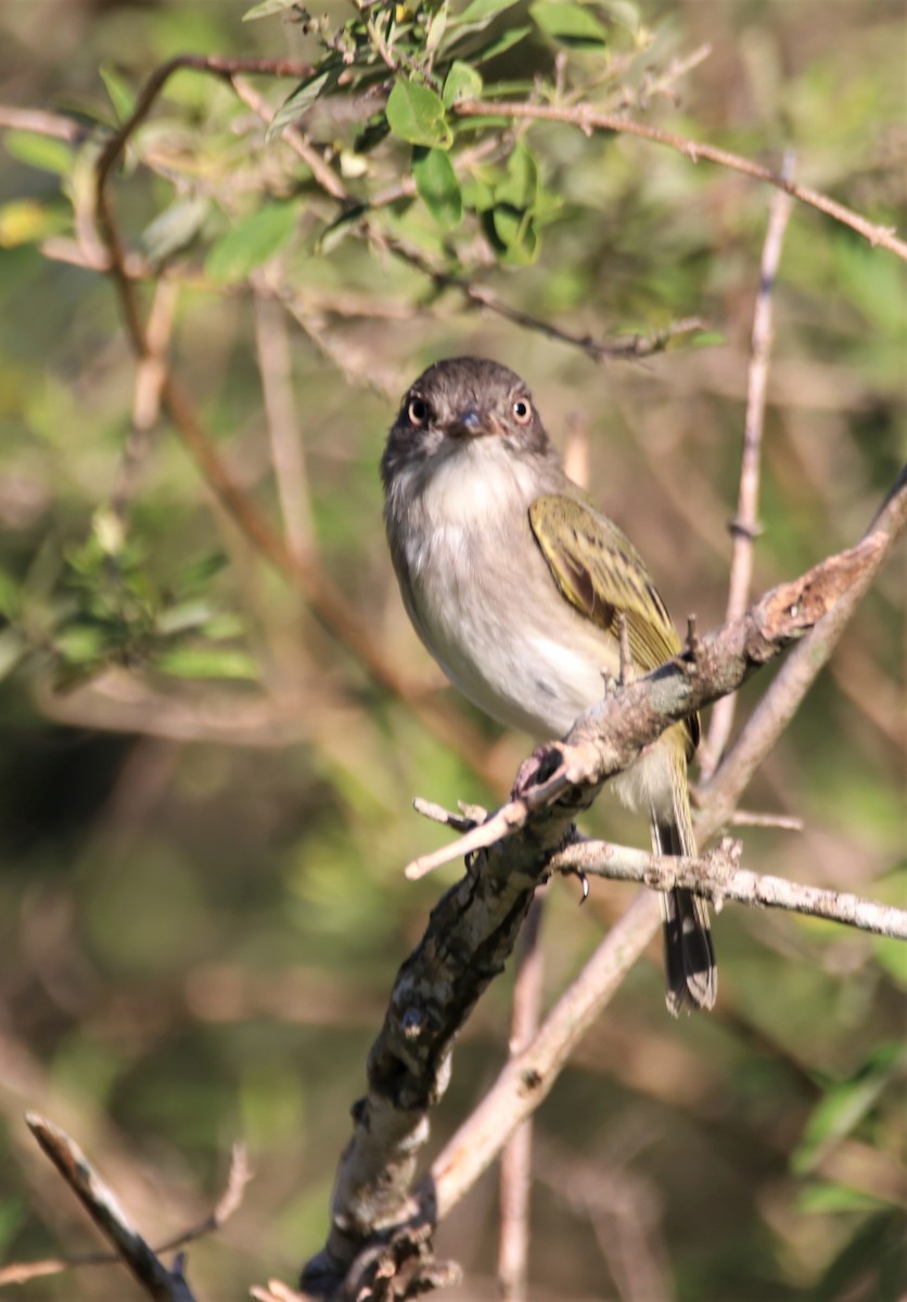 Pearly-vented Tody-Tyrant - ML618387982