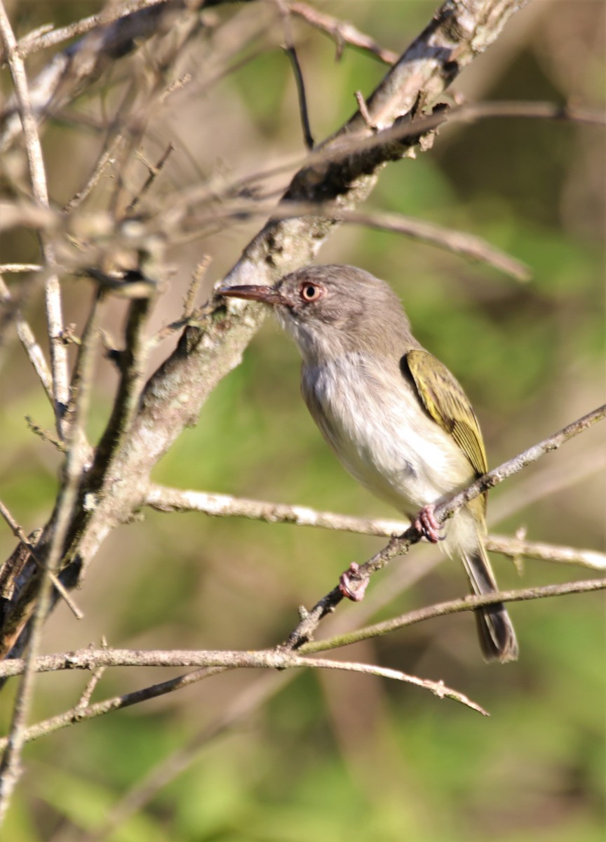 Pearly-vented Tody-Tyrant - ML618387983