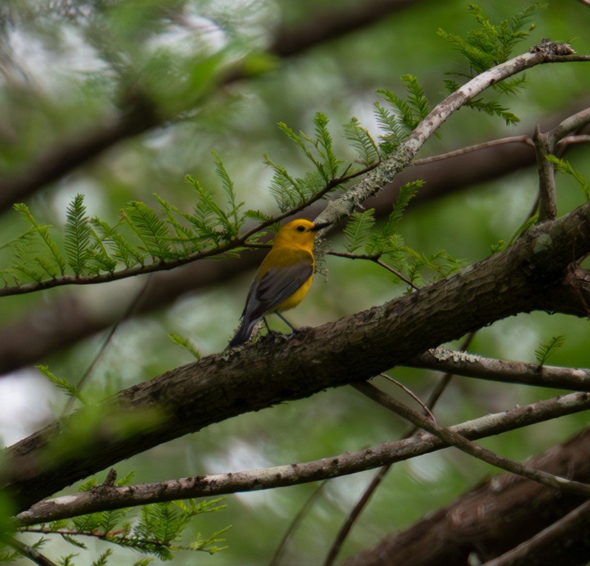 Prothonotary Warbler - Mark Stockfish