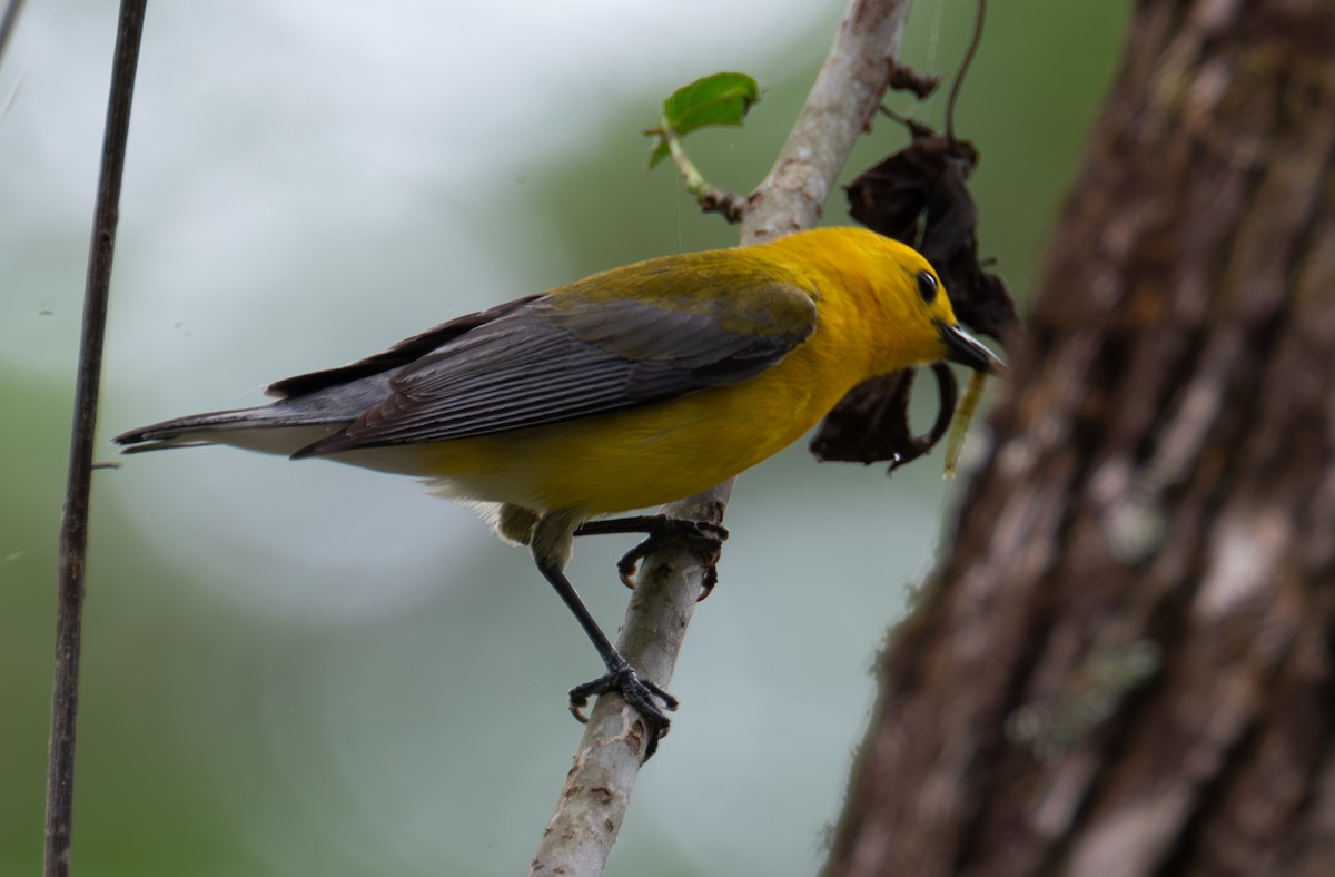 Prothonotary Warbler - ML618387989