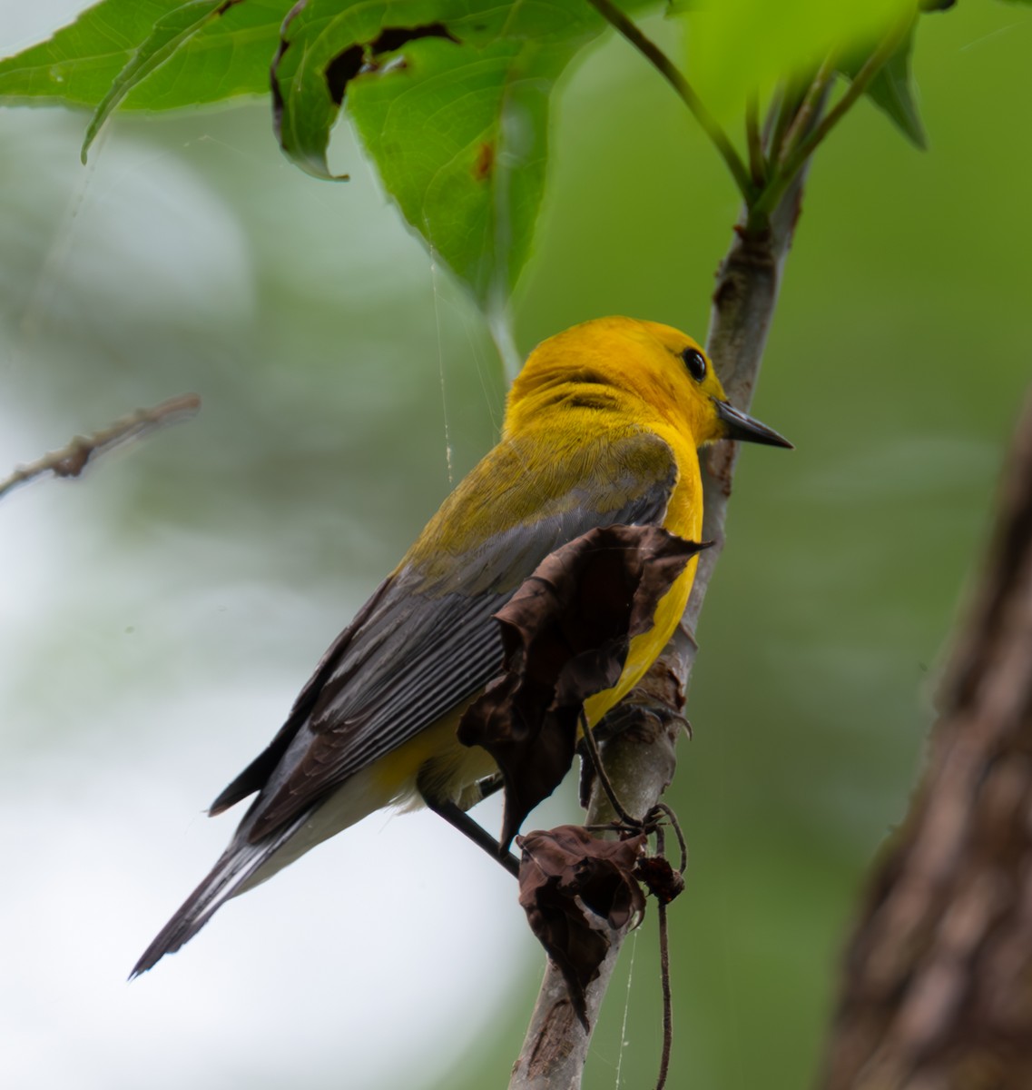 Prothonotary Warbler - ML618387990