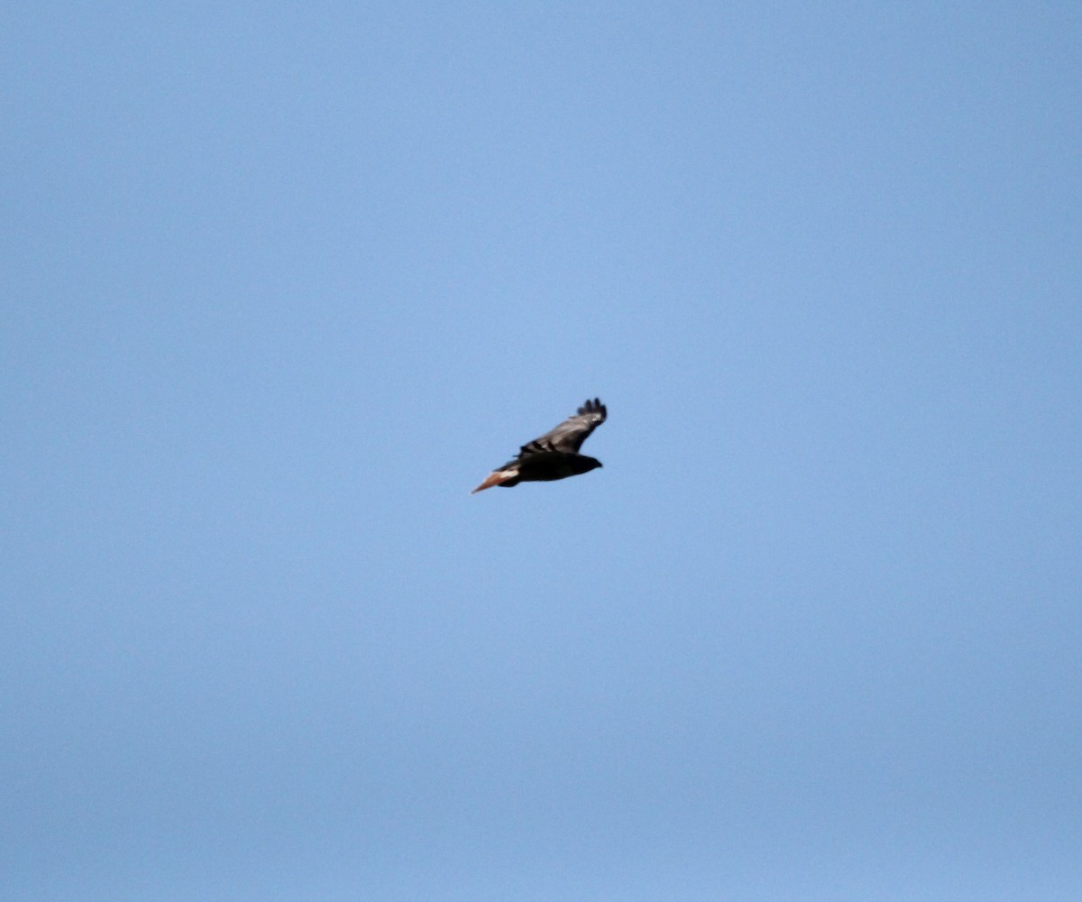 Red-tailed Hawk - ML618388000