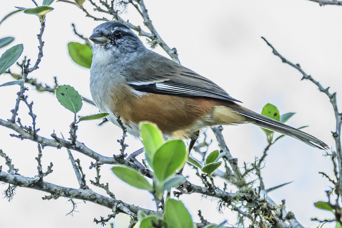 Gray-throated Warbling Finch - Amed Hernández