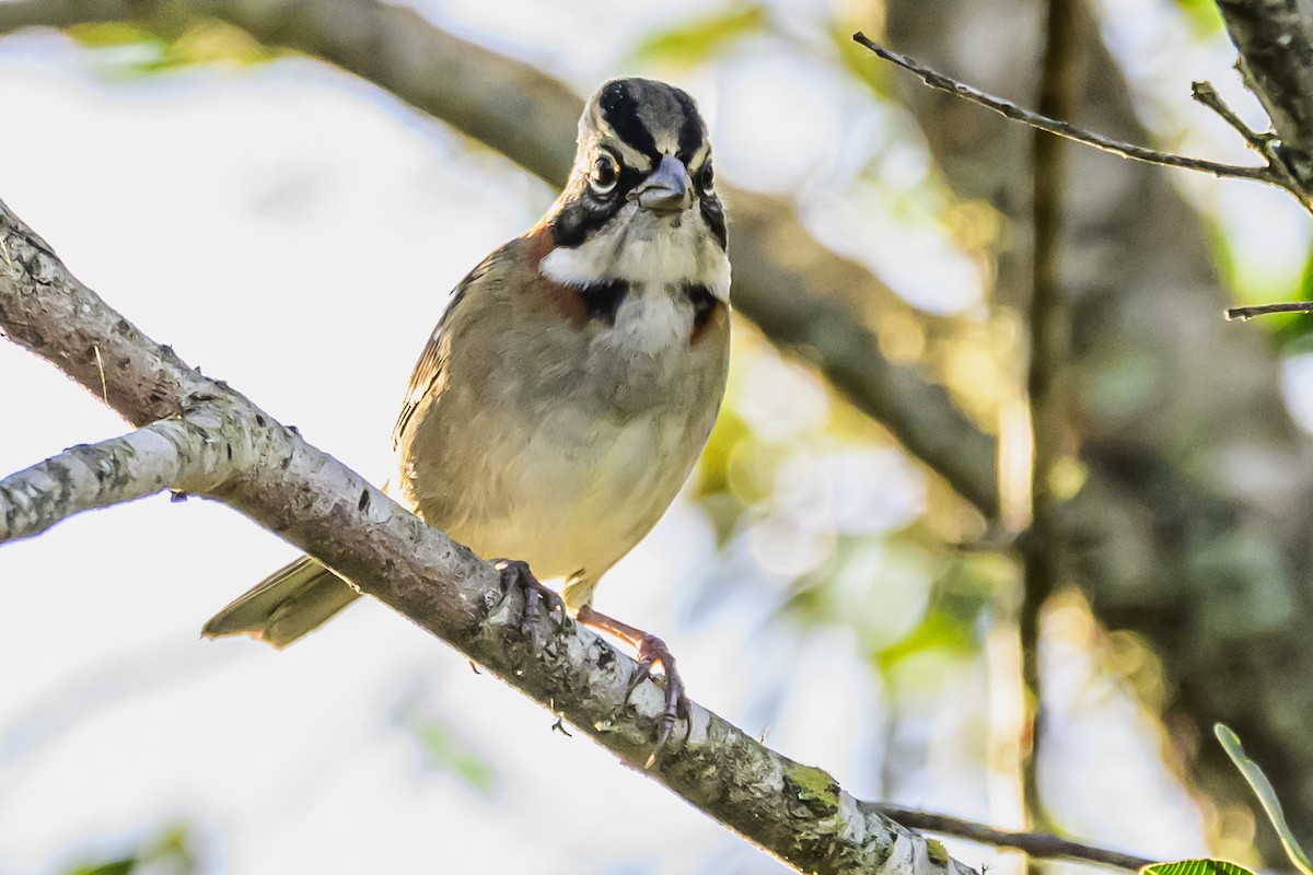 Rufous-collared Sparrow - ML618388032