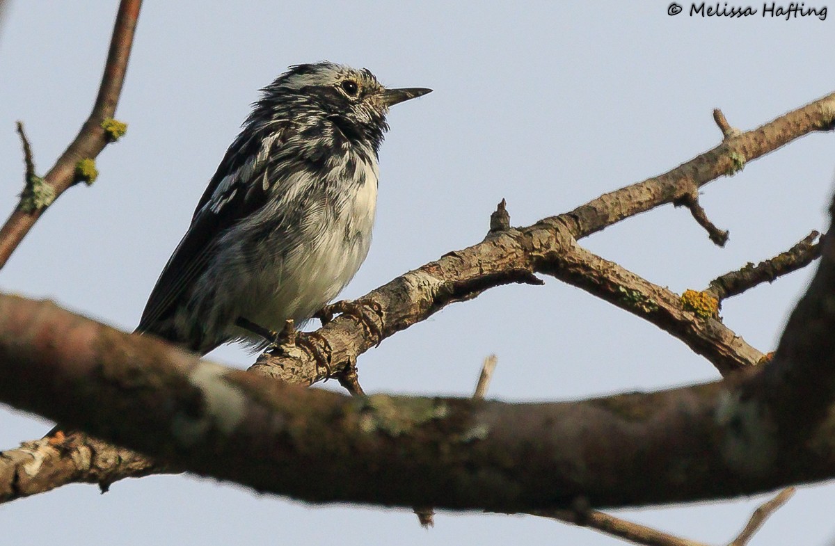 Black-and-white Warbler - ML618388056