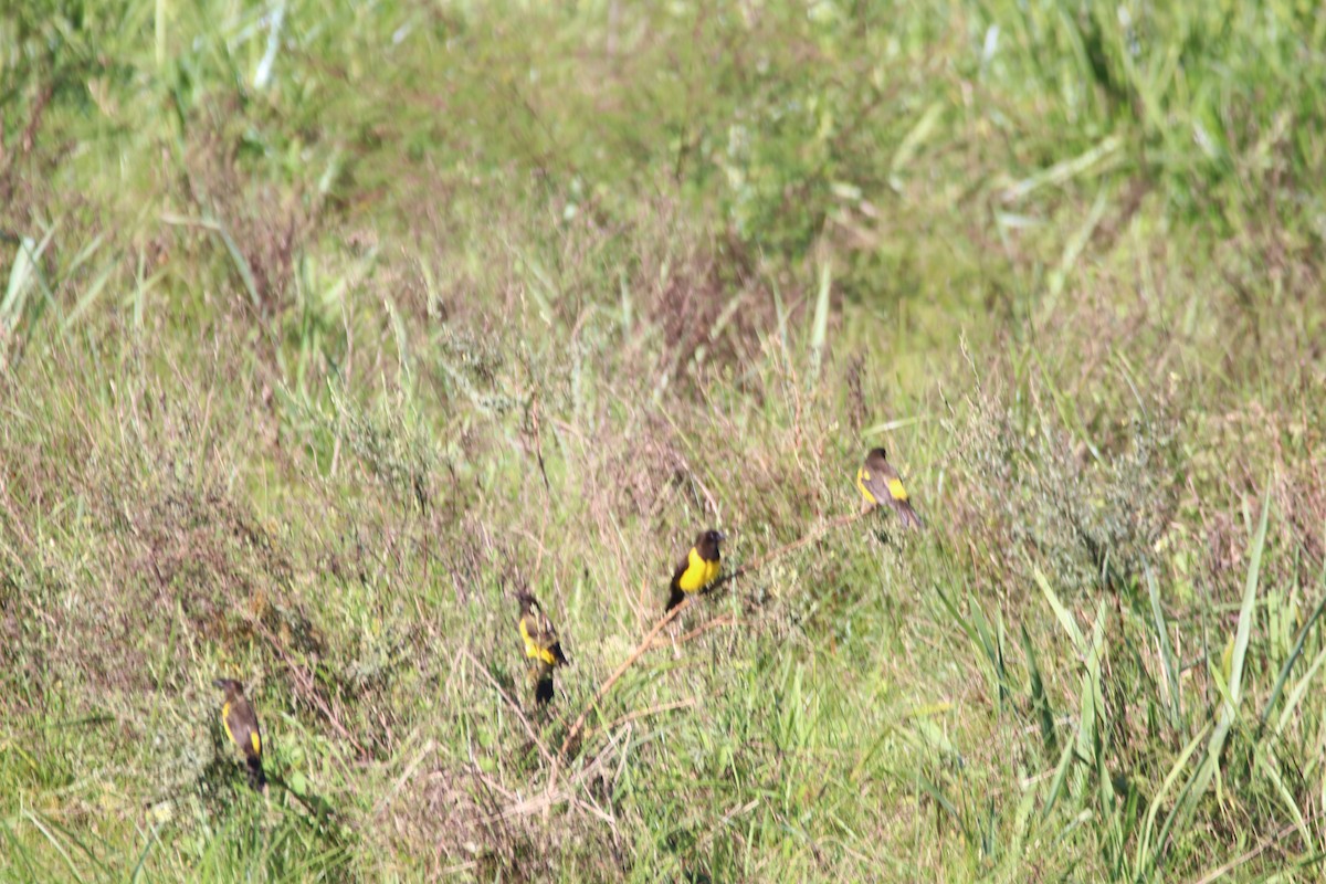 Yellow-rumped Marshbird - Haydee Cabassi