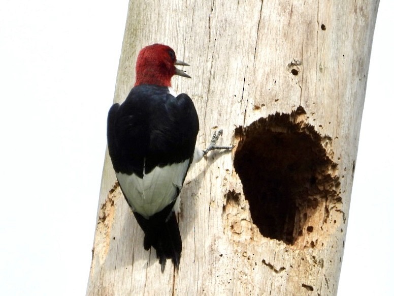 Red-headed Woodpecker - ML618388086
