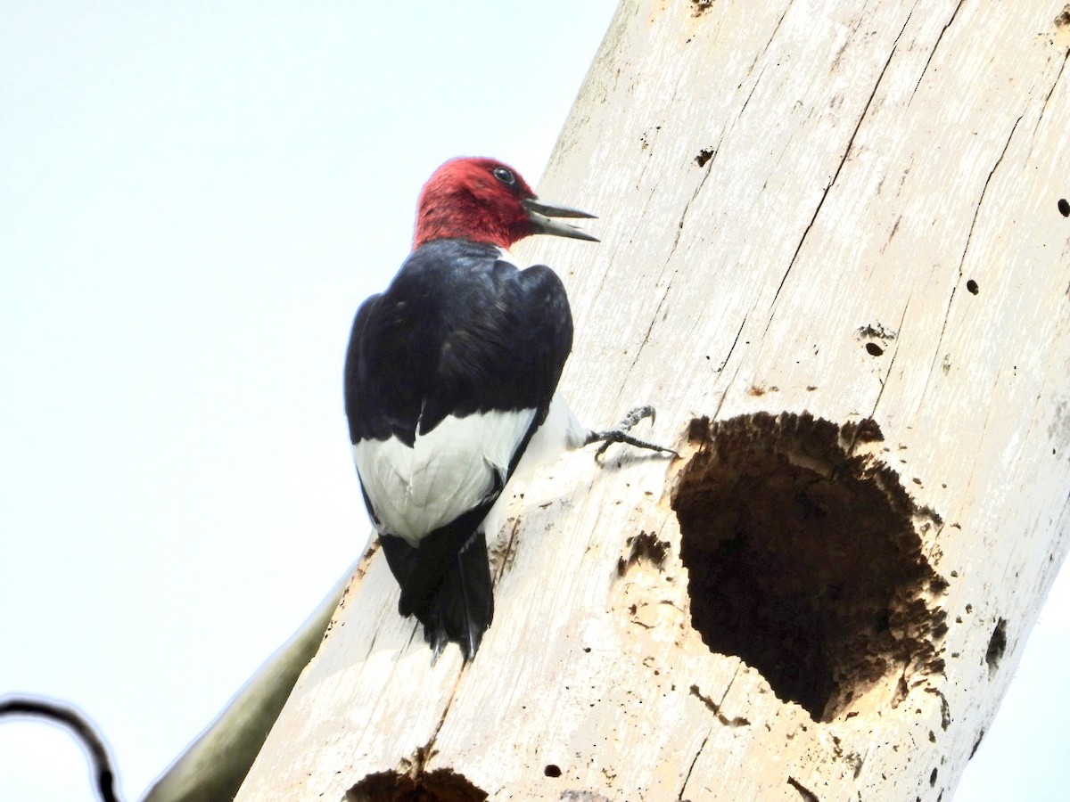 Red-headed Woodpecker - ML618388087