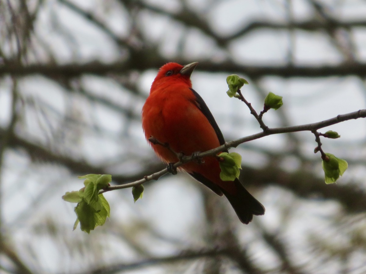 Scarlet Tanager - ML618388136