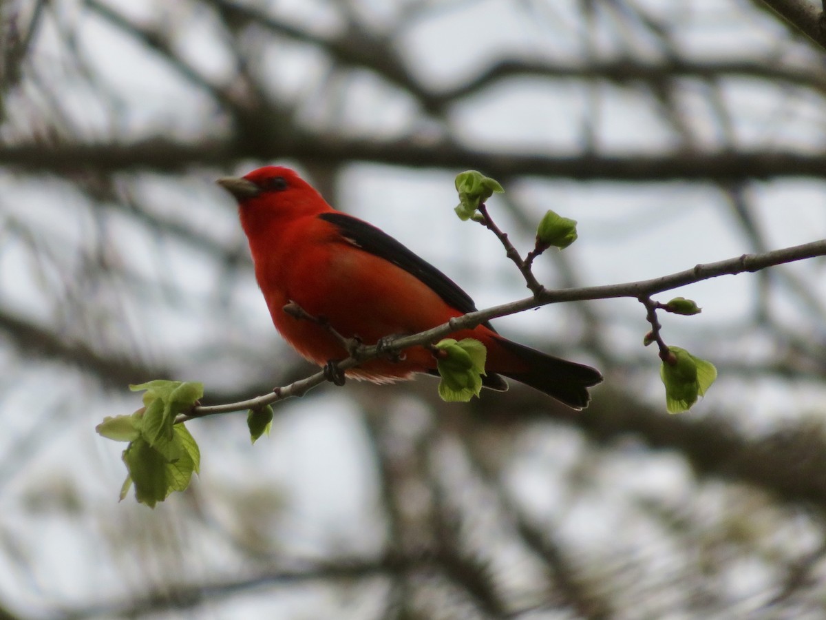 Scarlet Tanager - ML618388138