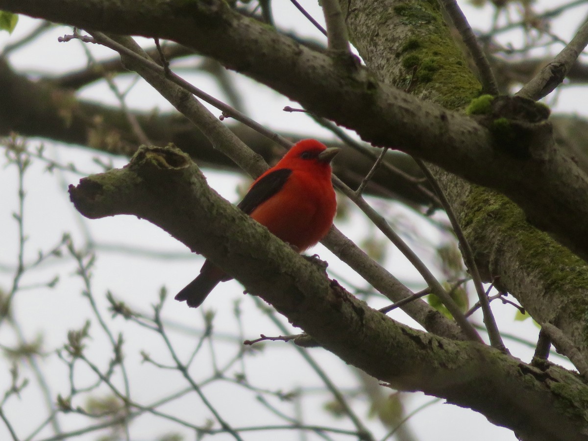 Scarlet Tanager - ML618388140