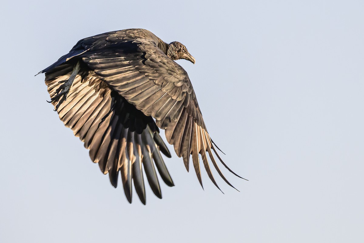 Black Vulture - Amed Hernández