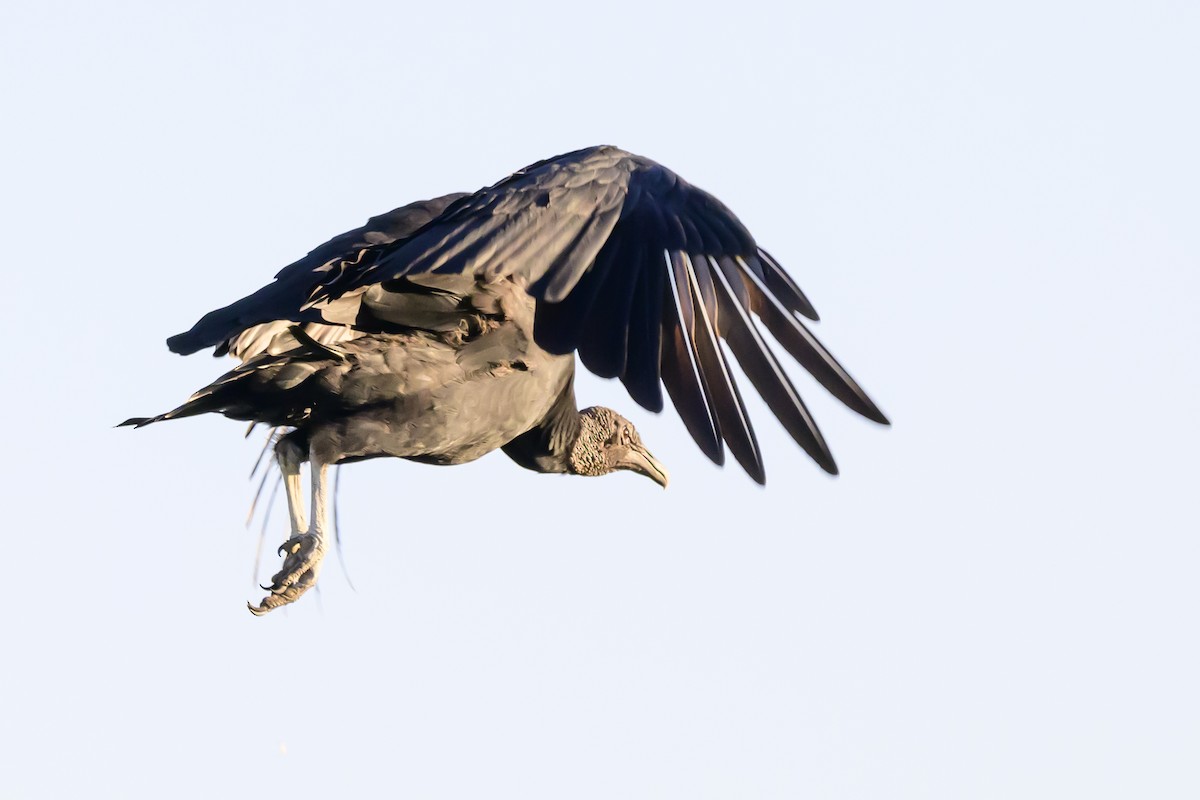 Black Vulture - ML618388154