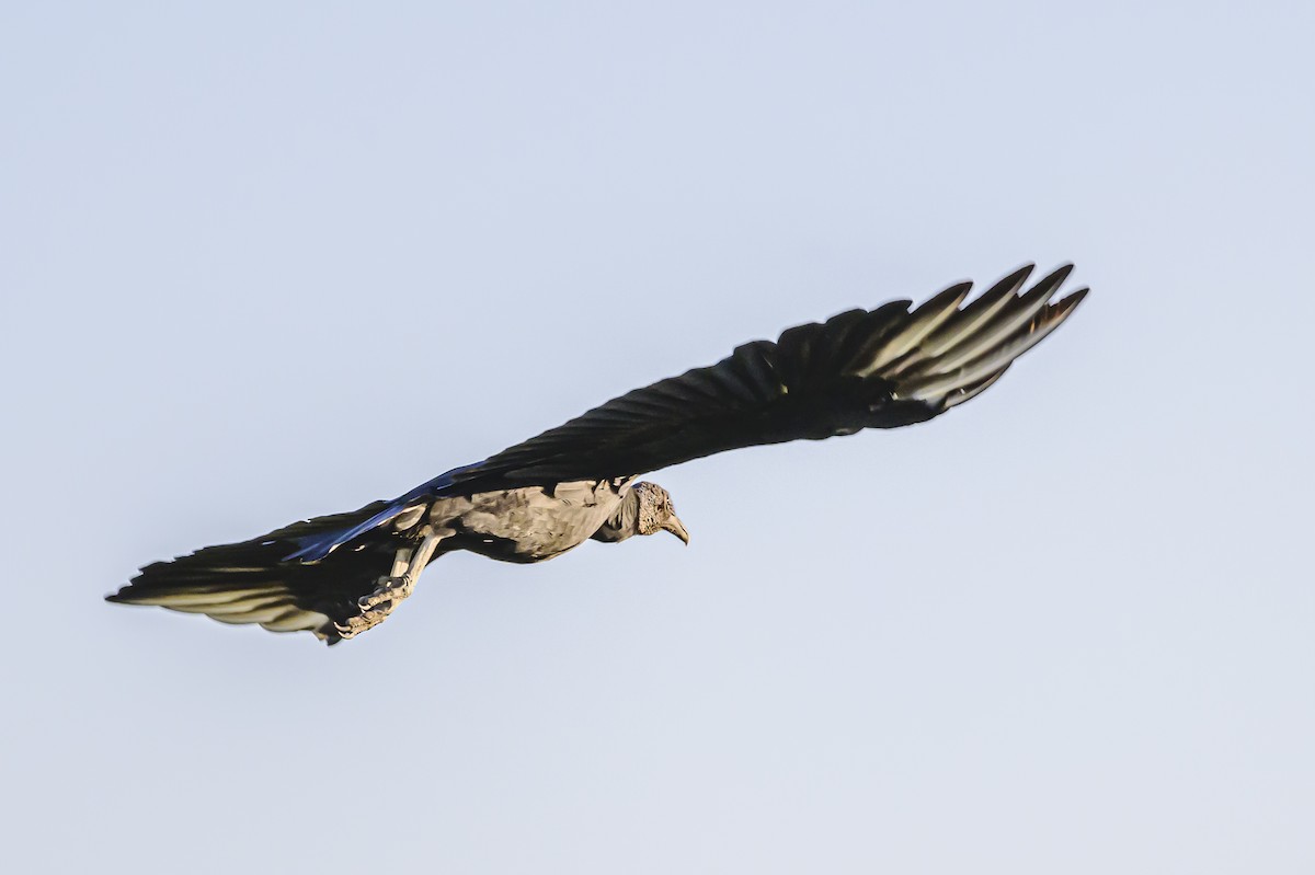 Black Vulture - ML618388156