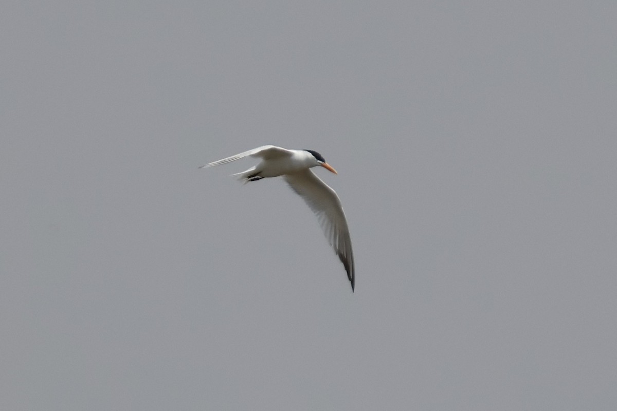 Lesser Crested Tern - ML618388170