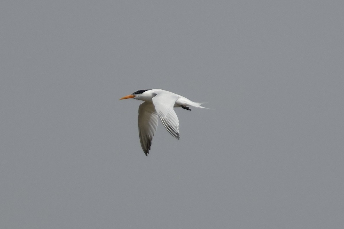 Lesser Crested Tern - ML618388171