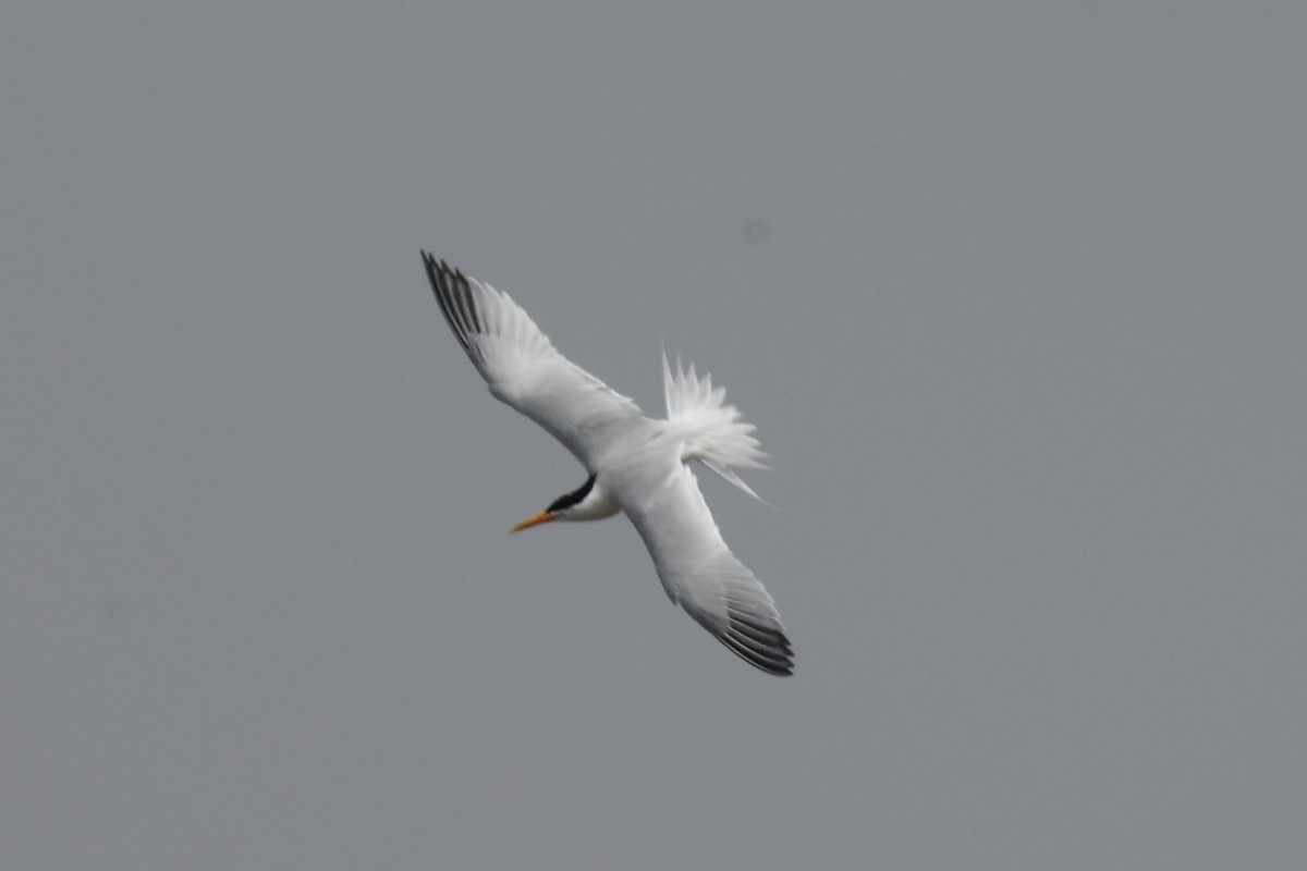Lesser Crested Tern - ML618388172