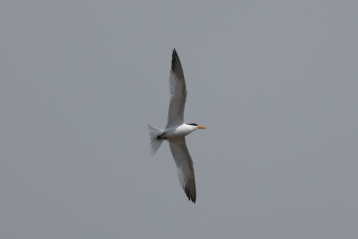 Lesser Crested Tern - ML618388173