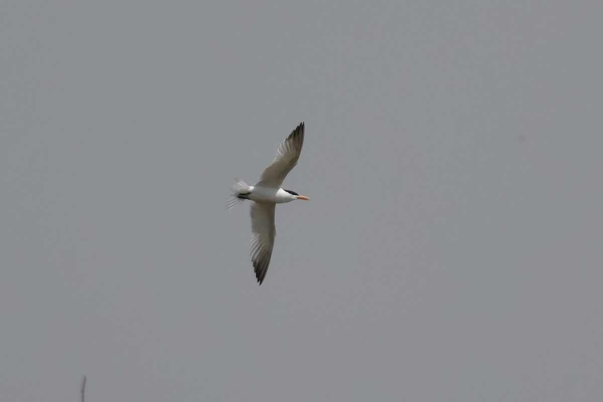Lesser Crested Tern - ML618388175