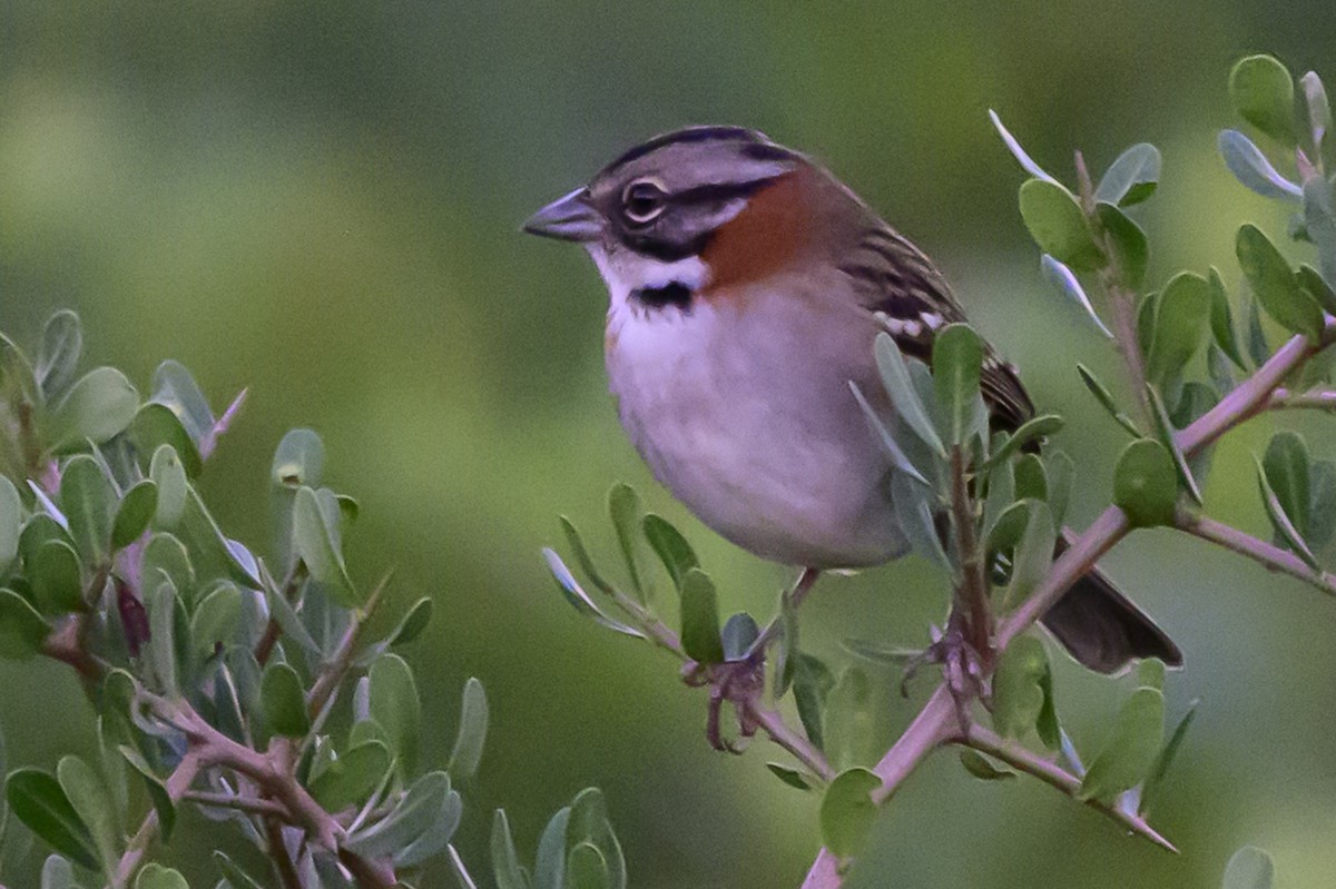 Rufous-collared Sparrow - ML618388198