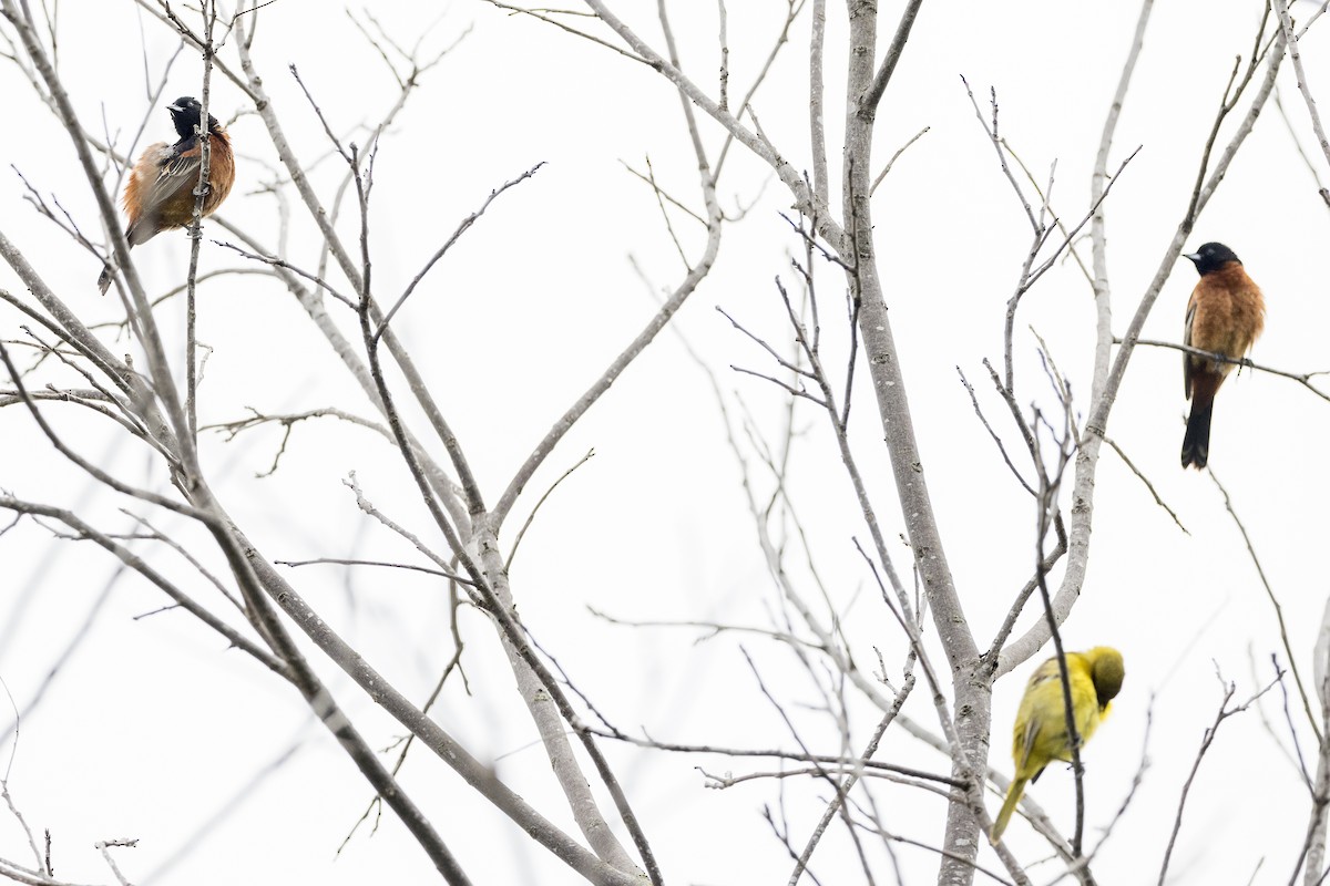 Orchard Oriole - ML618388253