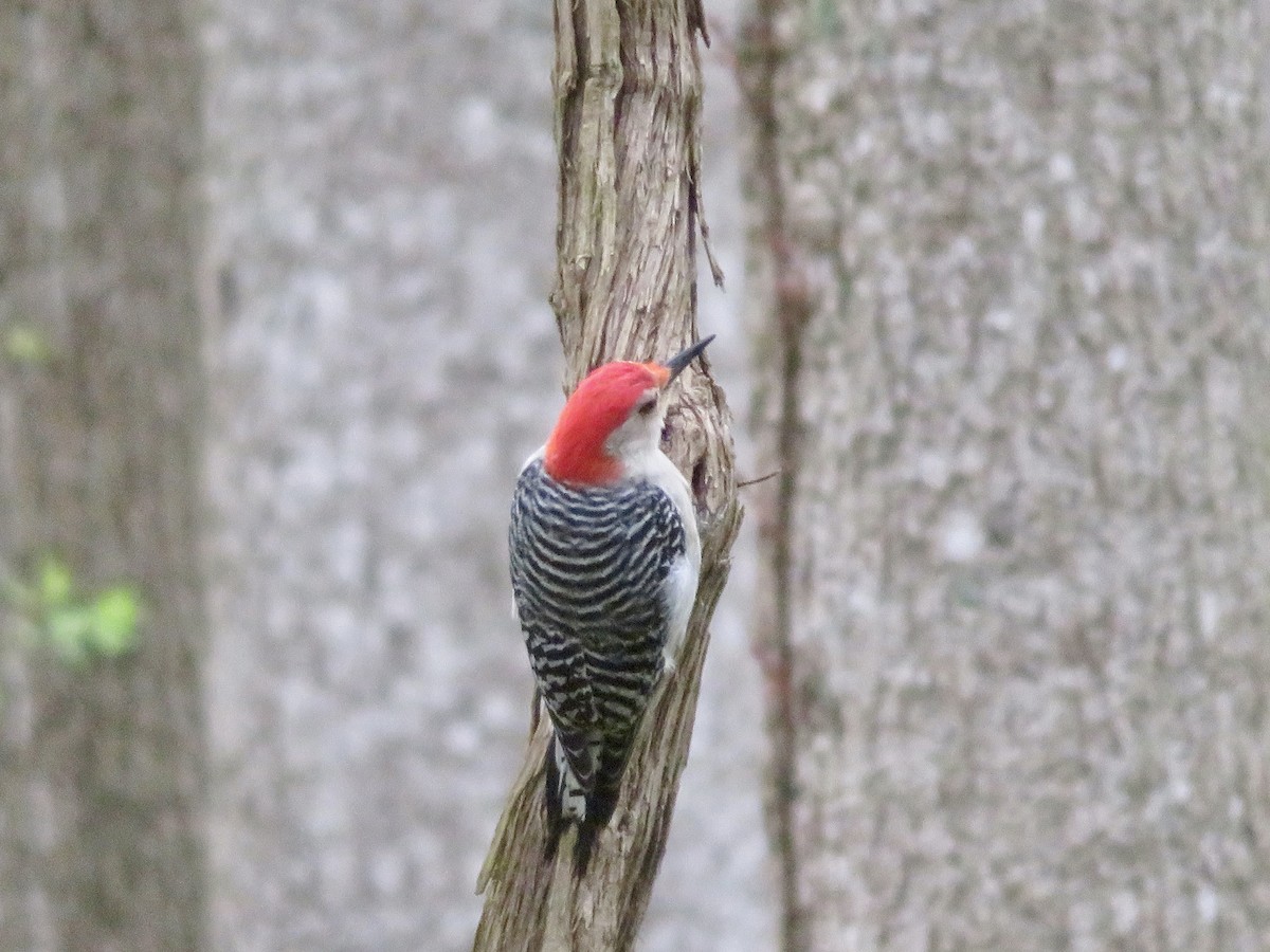 Red-bellied Woodpecker - ML618388268