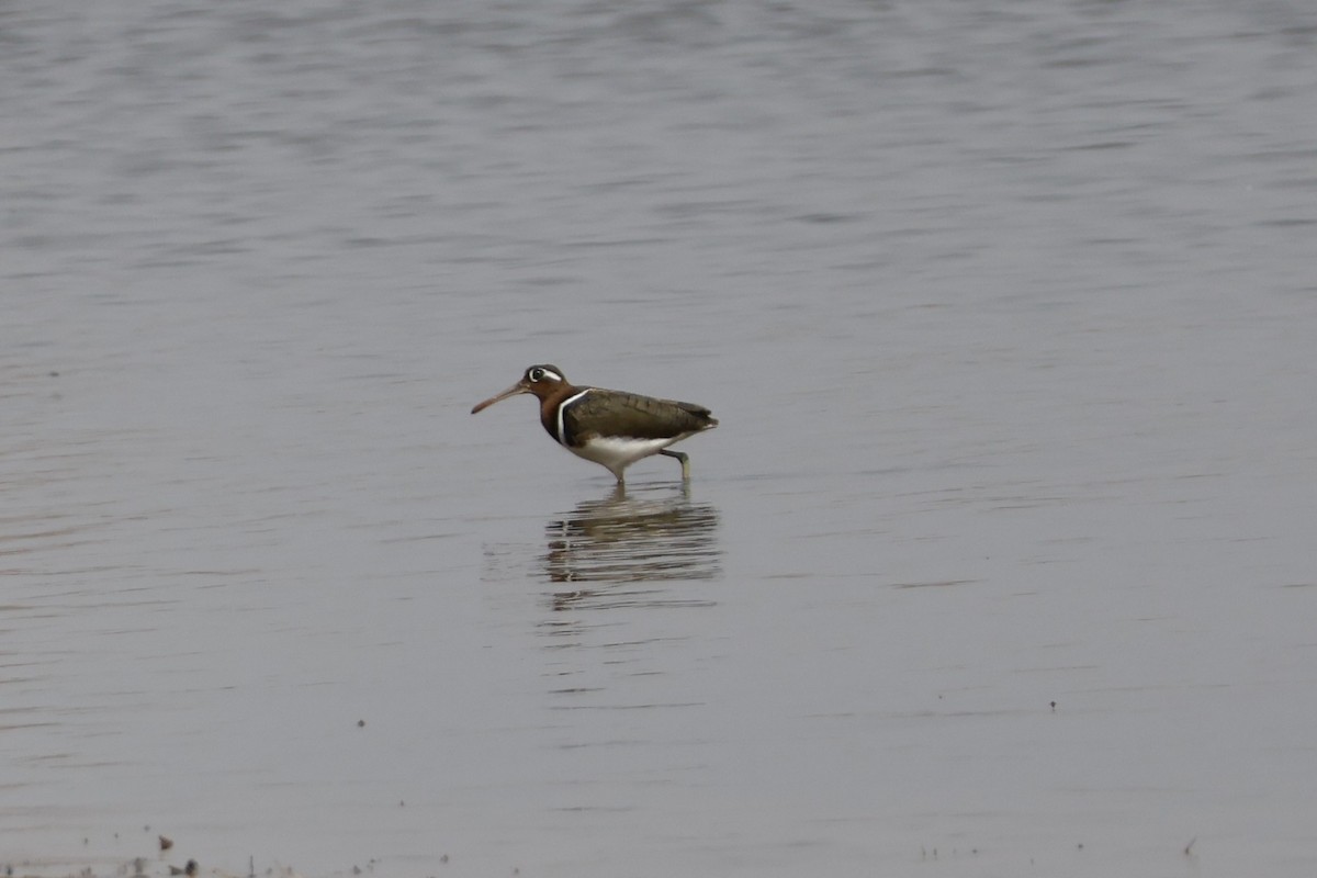 Greater Painted-Snipe - ML618388326