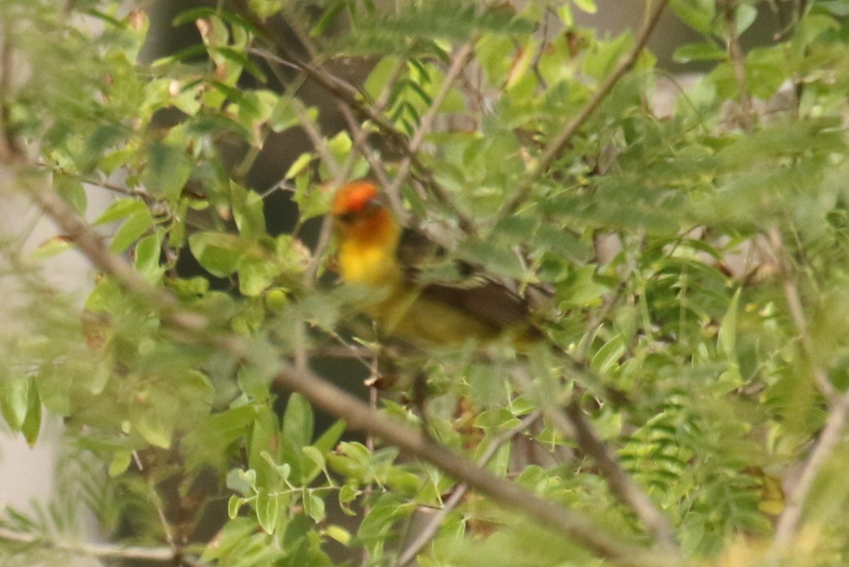 Western Tanager - ML618388349