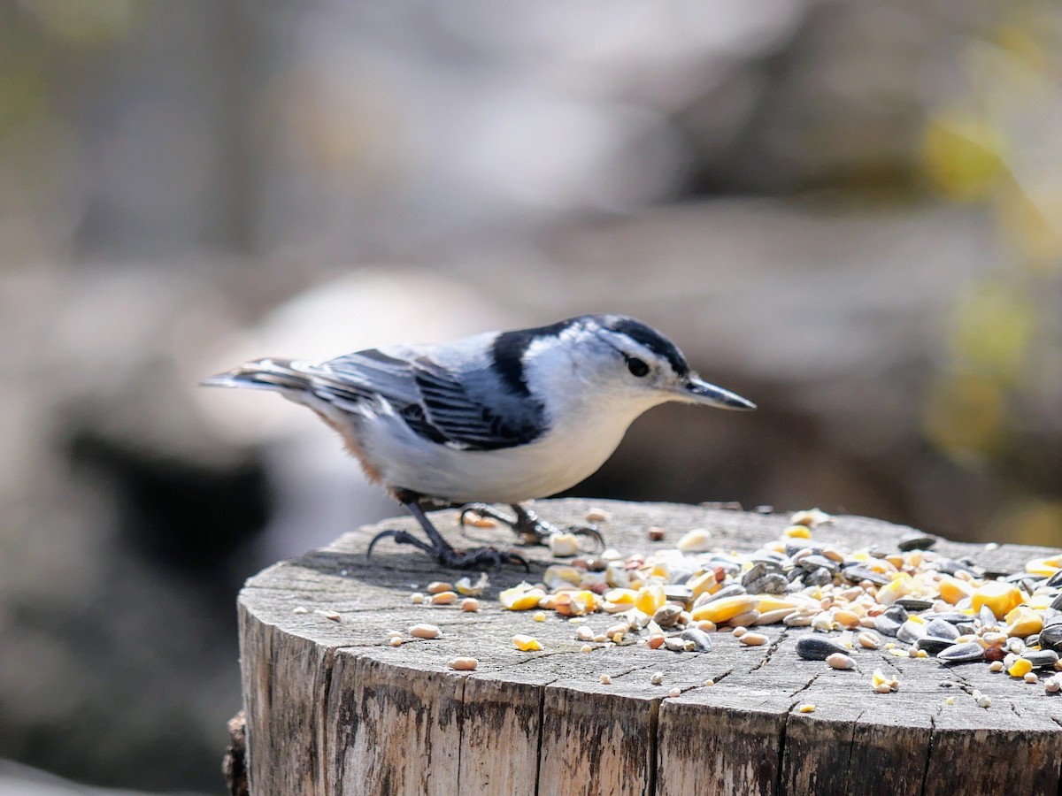 White-breasted Nuthatch - ML618388378
