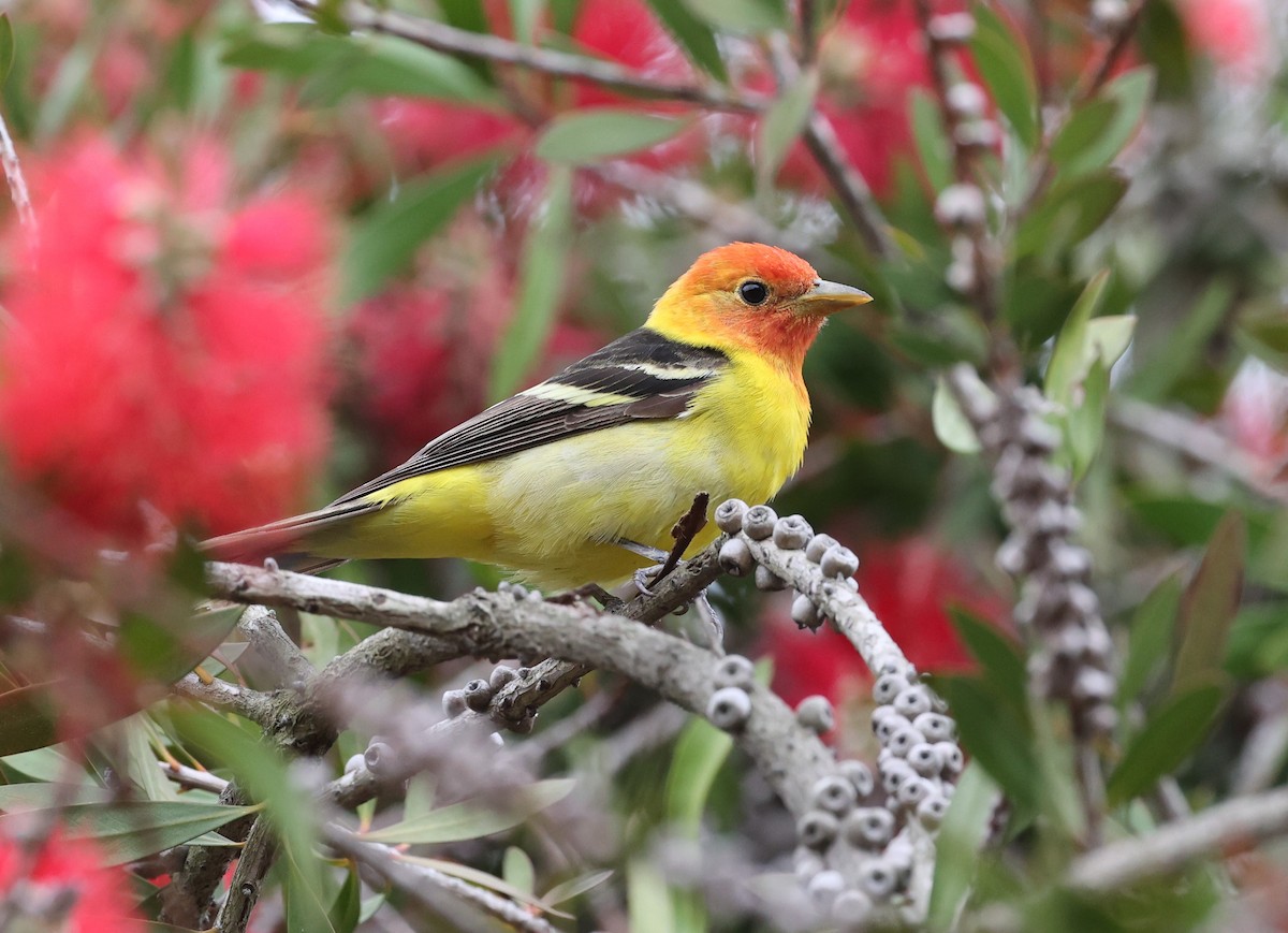 Western Tanager - ML618388380