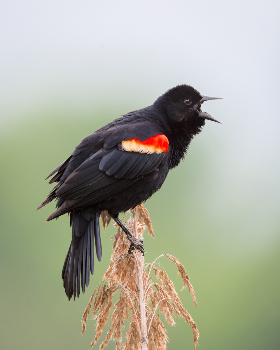 Red-winged Blackbird - ML618388405