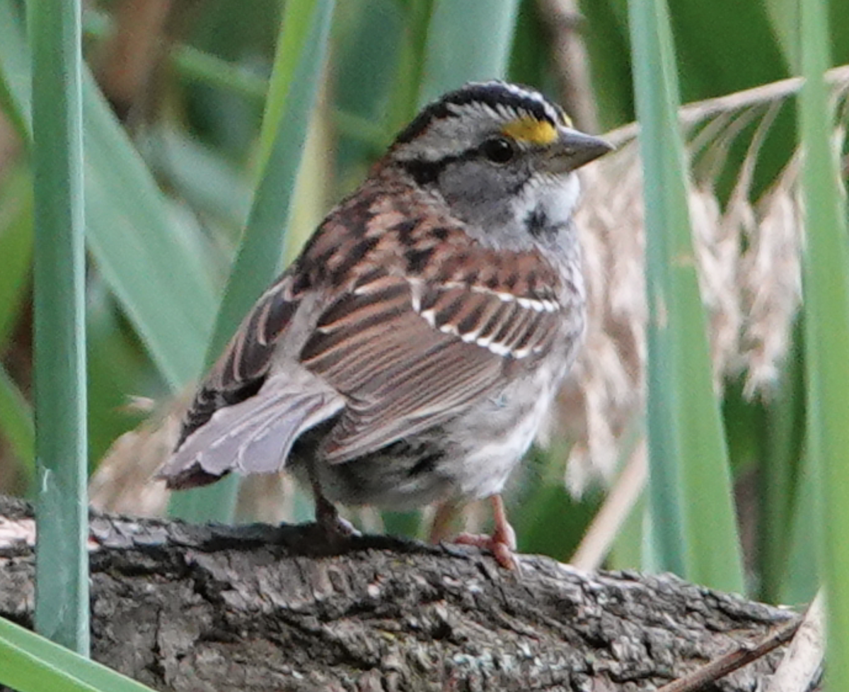 White-throated Sparrow - ML618388416